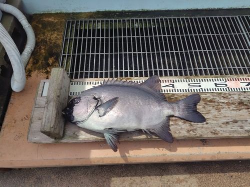 イシダイの釣果