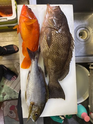 オオモンハタの釣果