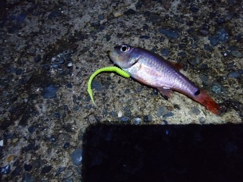 ネンブツダイの釣果