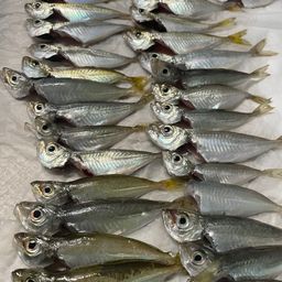 アジ