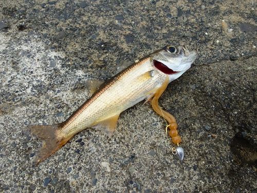 アカムツの釣果