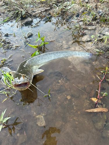 マナマズの釣果