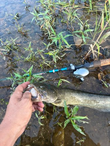 マナマズの釣果