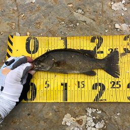 スモールマウスバス