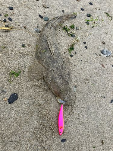 マゴチの釣果