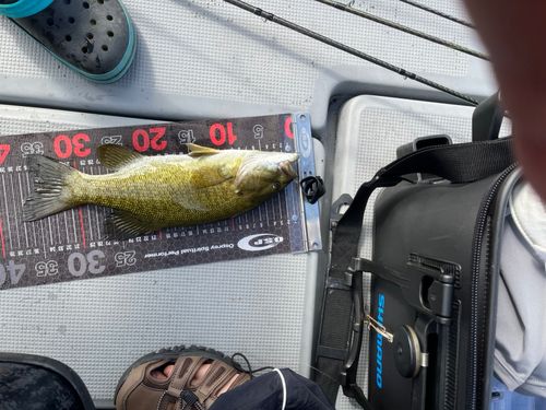 スモールマウスバスの釣果