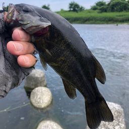 スモールマウスバス