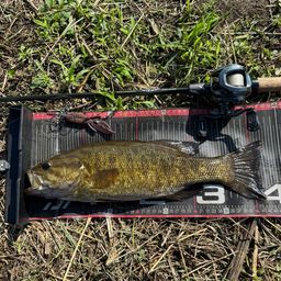 スモールマウスバス