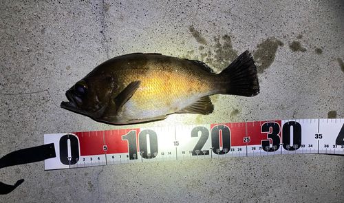 メバルの釣果