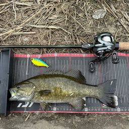 スモールマウスバス