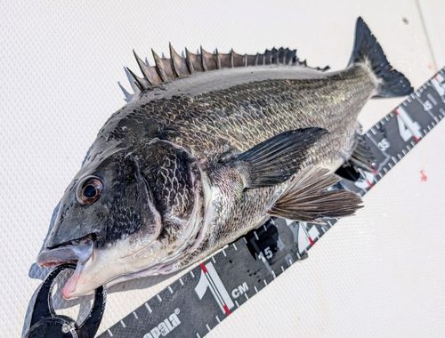 チヌの釣果