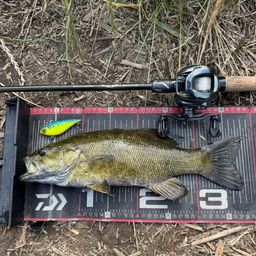 スモールマウスバス