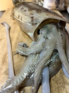モンゴウイカの釣果