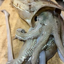 モンゴウイカ