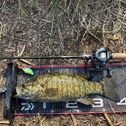 スモールマウスバス