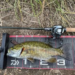 スモールマウスバス