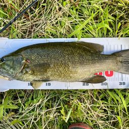 スモールマウスバス