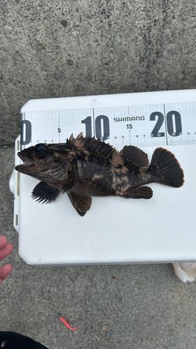 オウゴンムラソイの釣果