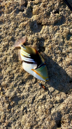 モンガラカワハギの釣果
