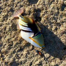 モンガラカワハギ