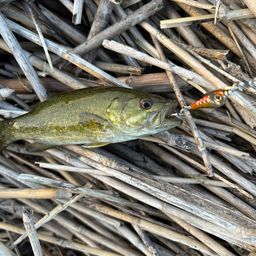 スモールマウスバス