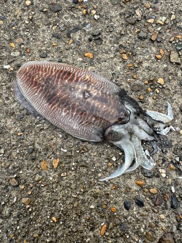 コウイカの釣果