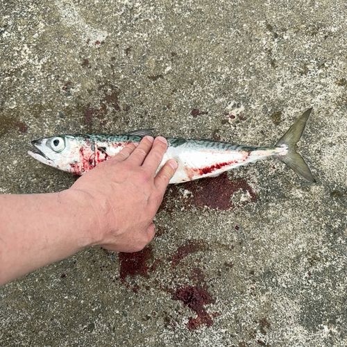 サバの釣果