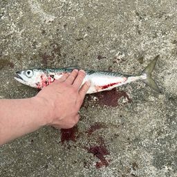 サバ