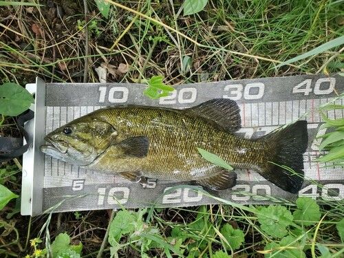 スモールマウスバスの釣果