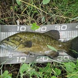 スモールマウスバス