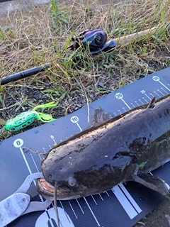 ナマズの釣果
