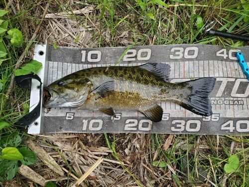 スモールマウスバスの釣果