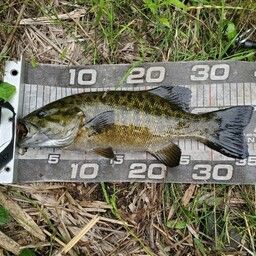 スモールマウスバス