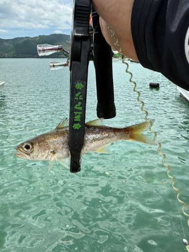ムツの釣果
