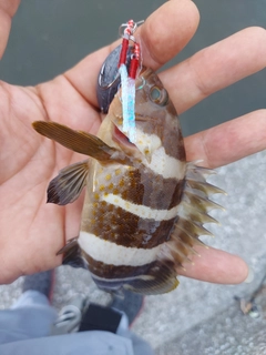 アオハタの釣果