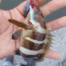 アオハタ