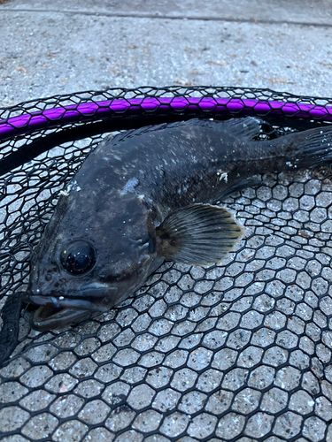 クロソイの釣果