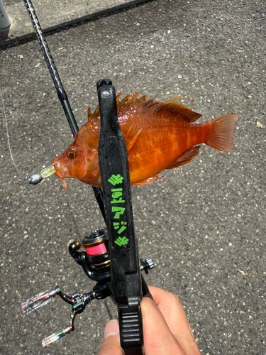 オキゴンベの釣果