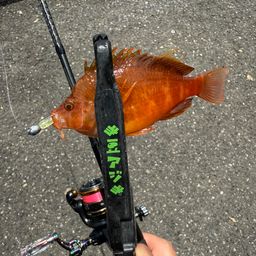 オキゴンベ