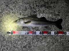 マルスズキの釣果