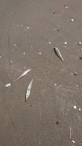 シロギスの釣果