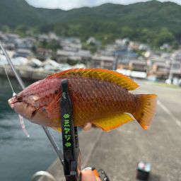 ベラ