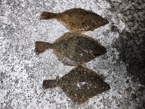 スナガレイの釣果
