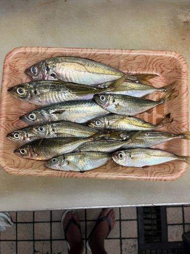 アジの釣果
