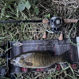 スモールマウスバス