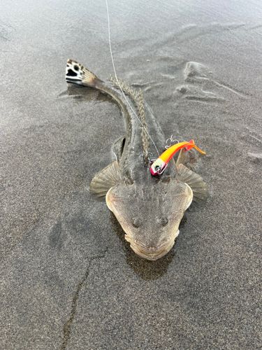 マゴチの釣果