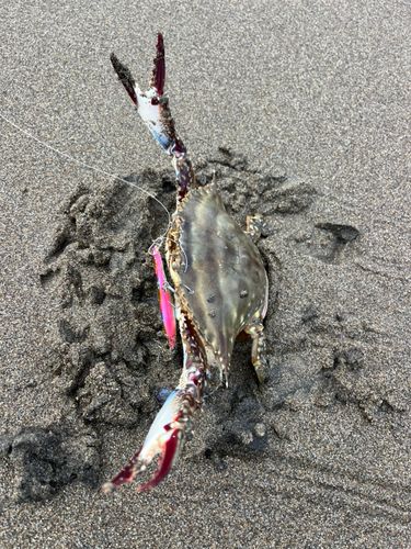 ワタリガニの釣果