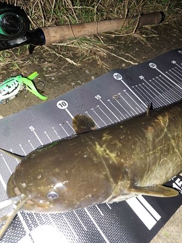 ナマズの釣果