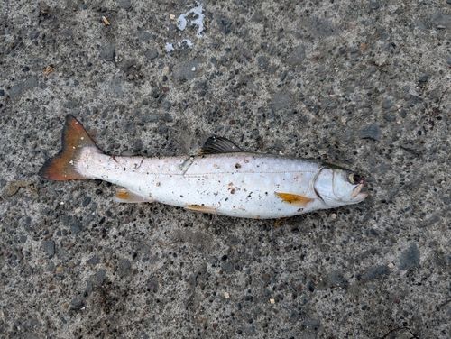 ウミアメの釣果