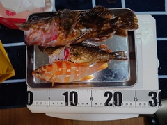 カサゴの釣果